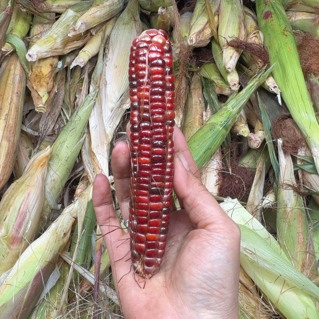 天***右吊坠柏香籽/百香籽