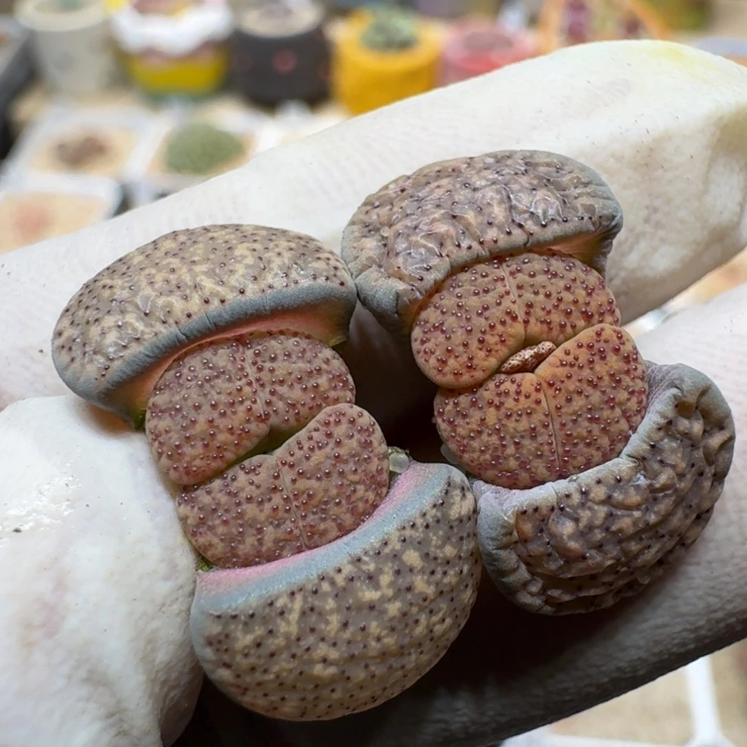 A**a0114-13血点朝贡