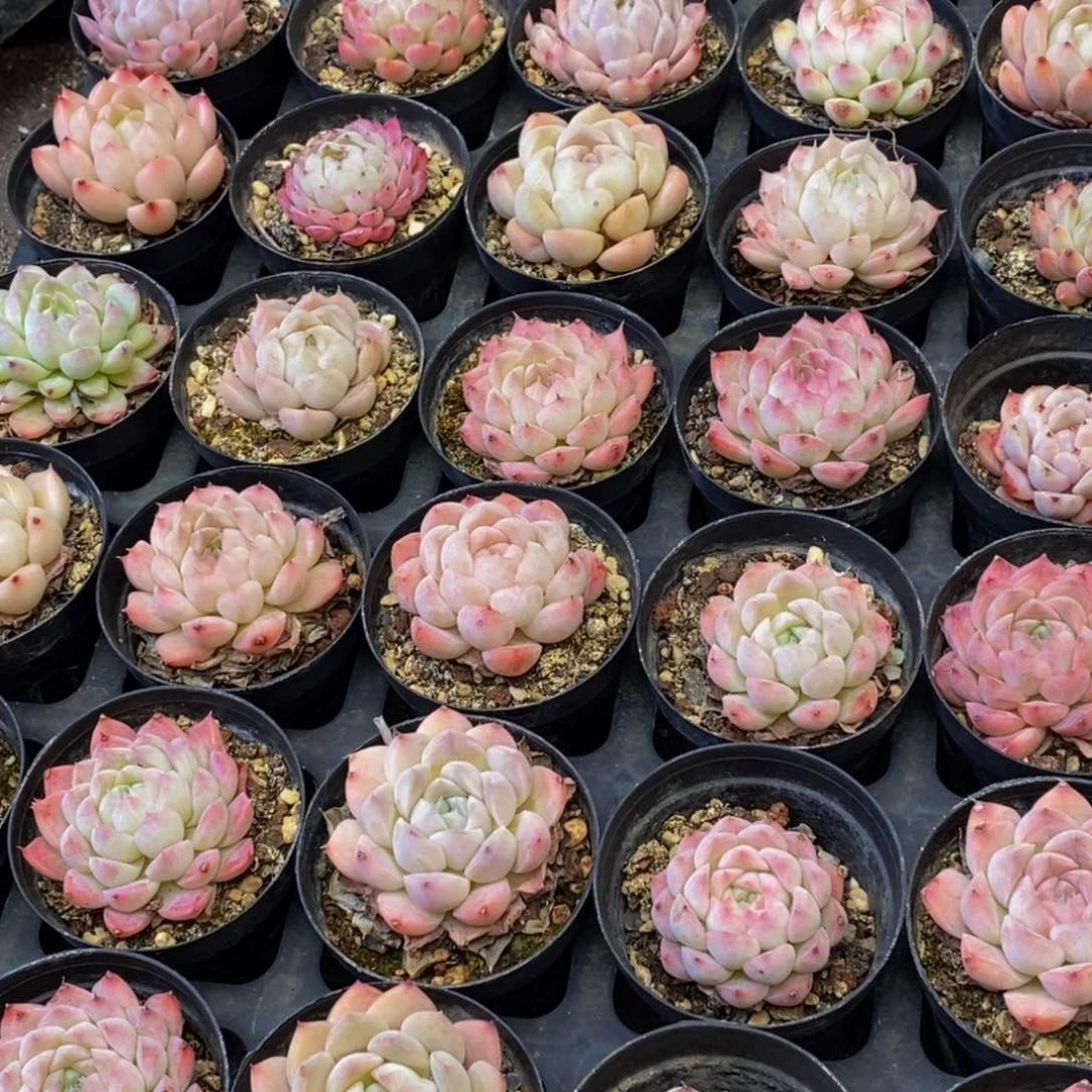 E****?315的人在一起了。我