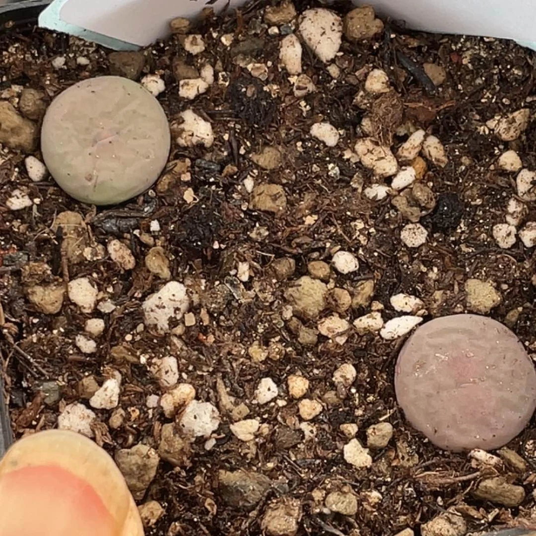 27-102奶油嘴多肉植物