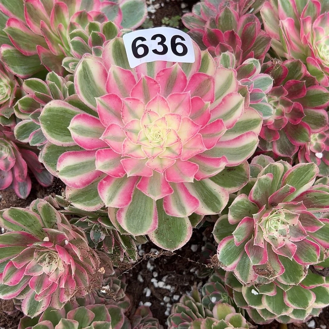 爱***公精品多肉植物636孔雀翎