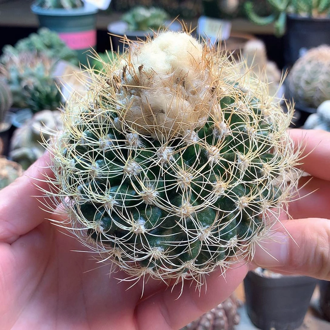 蜘蛛圆盘玉苗接没根