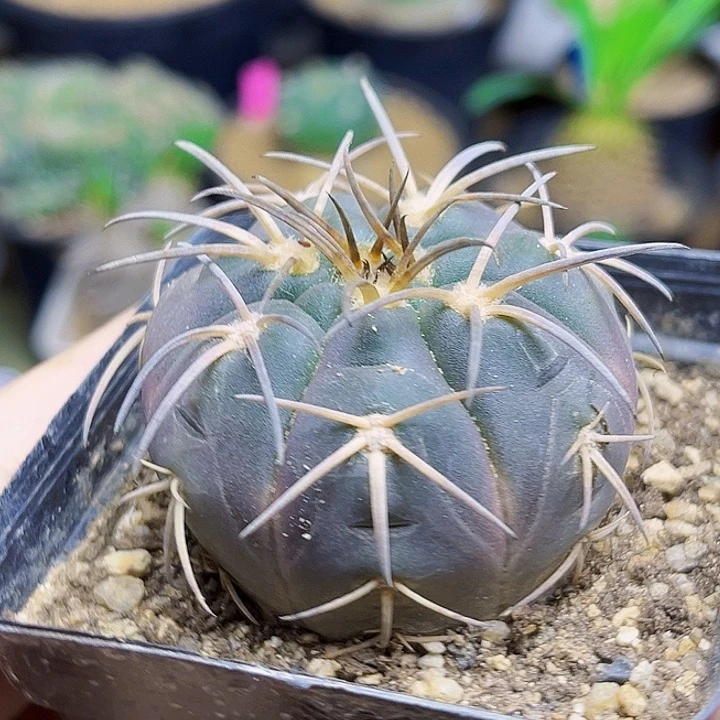 实生超刺天平一颗4.6公分