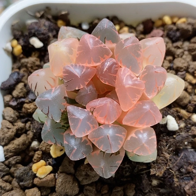 【闪购商品】90糊斑灵犀玉露锦