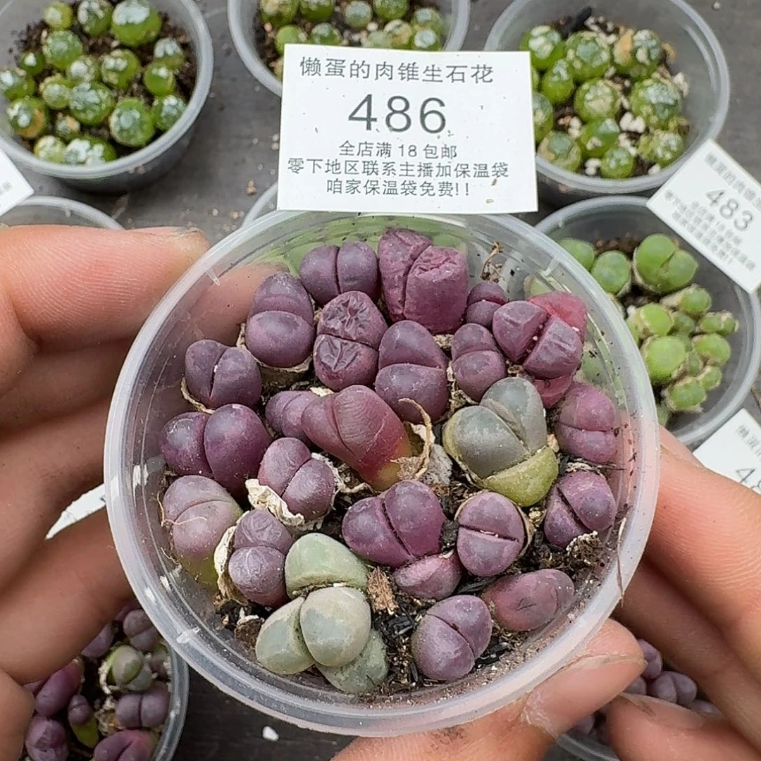 486红大内三年满18包邮