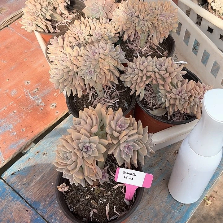 18.38高茶一个脱土