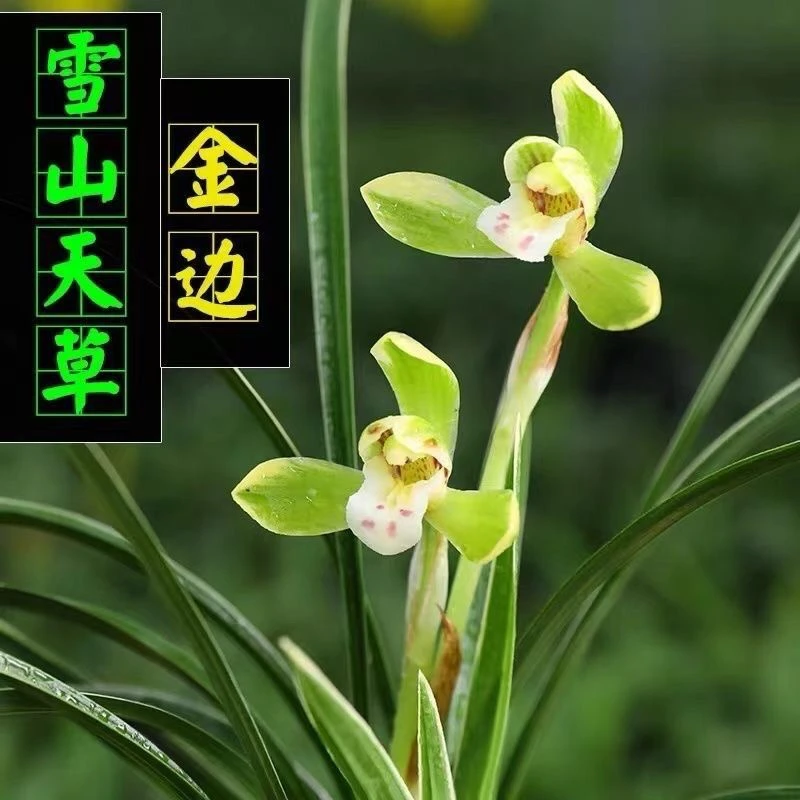 浓香春兰雪山天草兰花苗室内花卉盆栽好养易活绿植四季开花带花苞