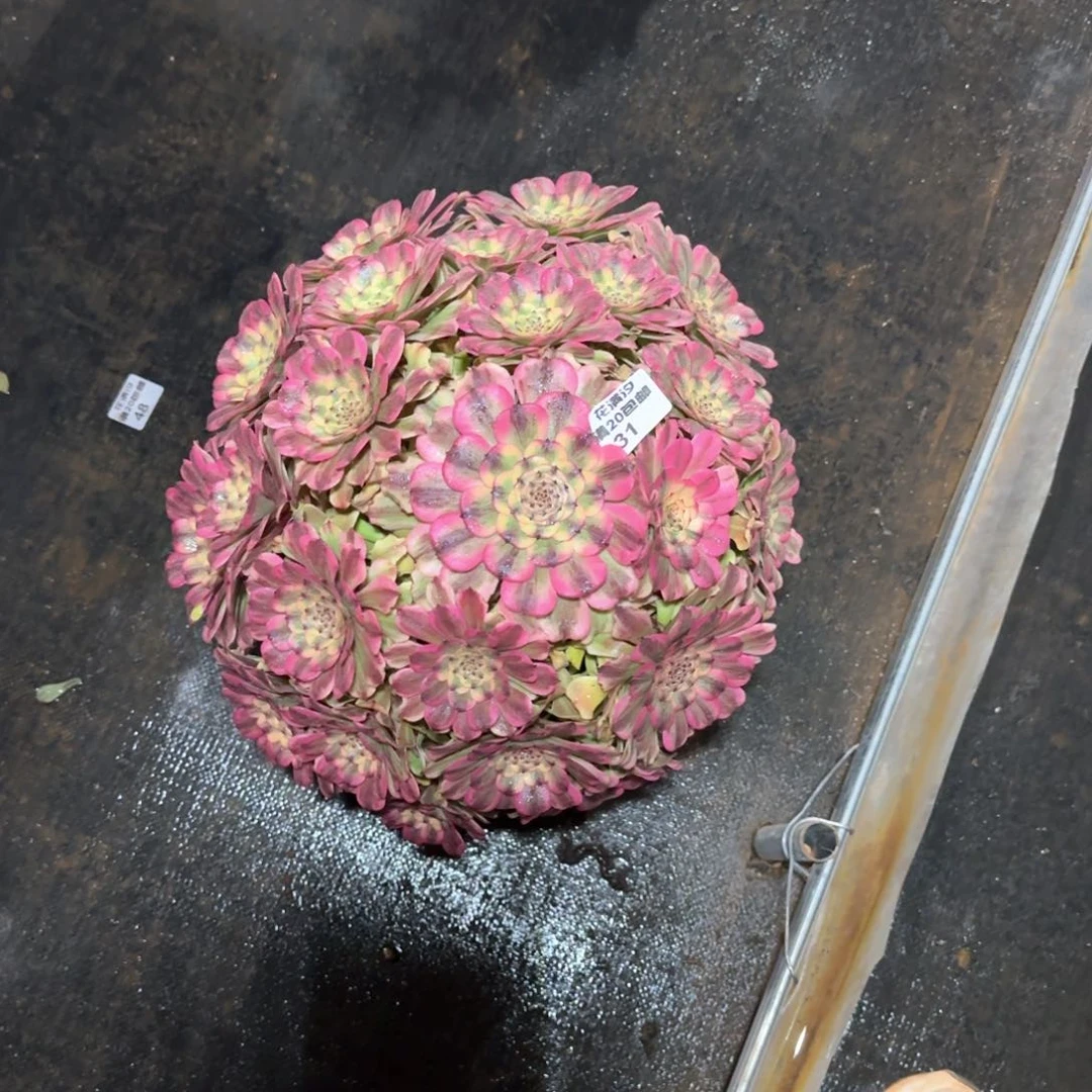粉体舞天姬多肉植物31