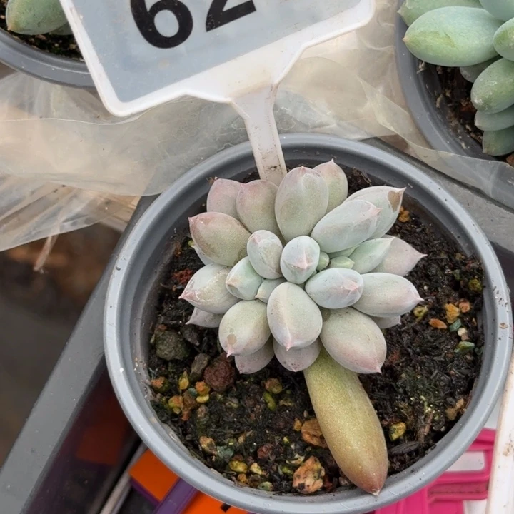 多肉植物海豚体哥特621