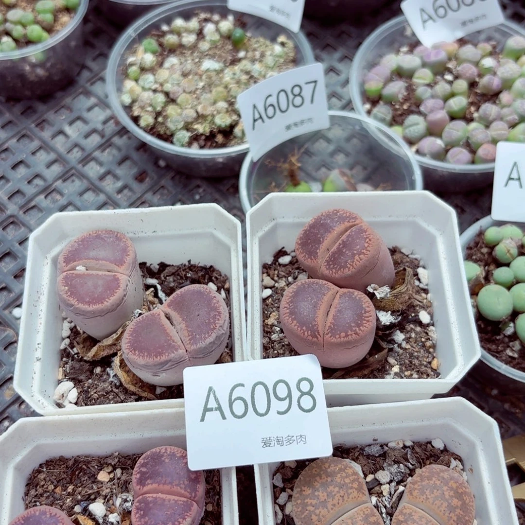 6098—生石花 生石花
