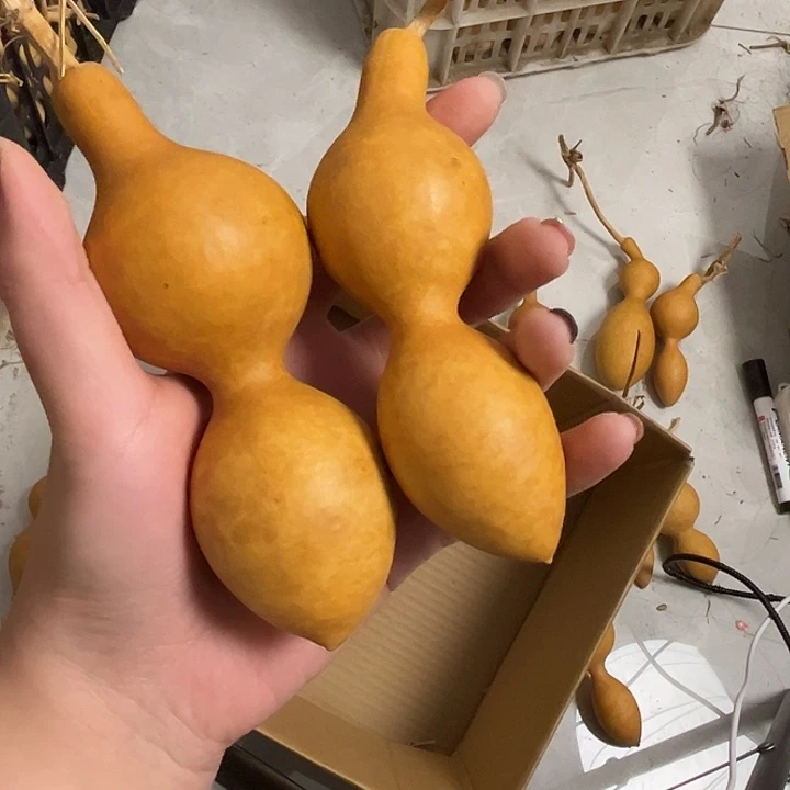 蚂蚁葫芦响籽花叶2个