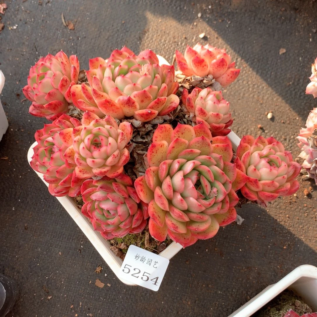 有**婆5254瑕疵不售后特价处理