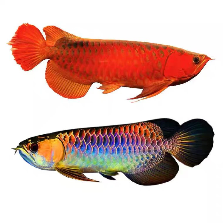 观赏鱼直播间链接