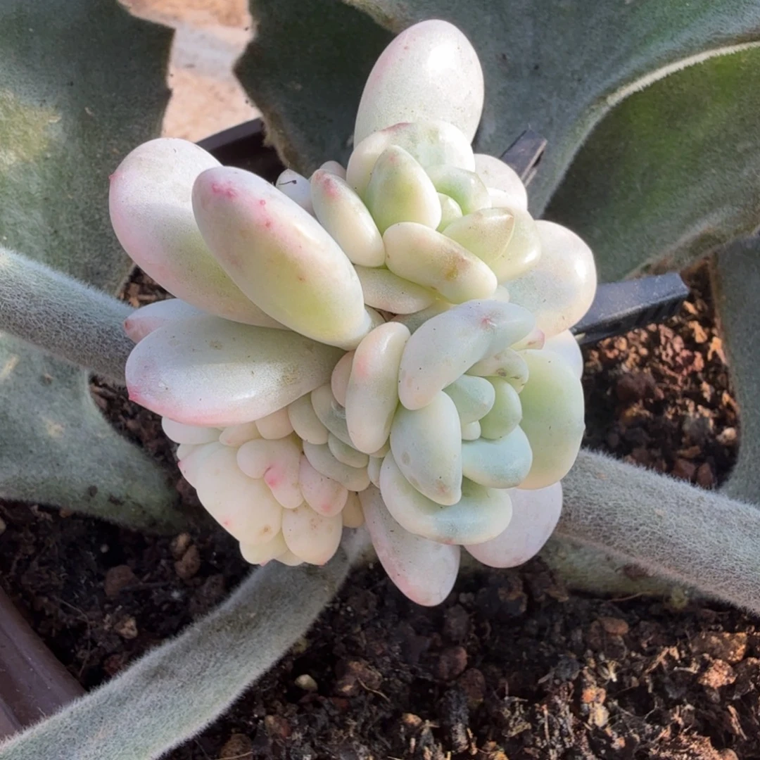 香水锦，多肉锦多肉