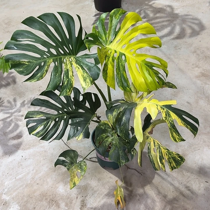 学***心无花朵M4短黄大顶芽