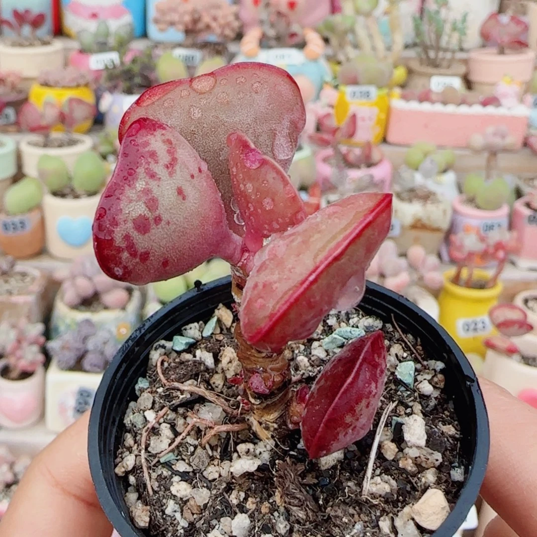 T爱心水泡带侧芽盆口3.5cm