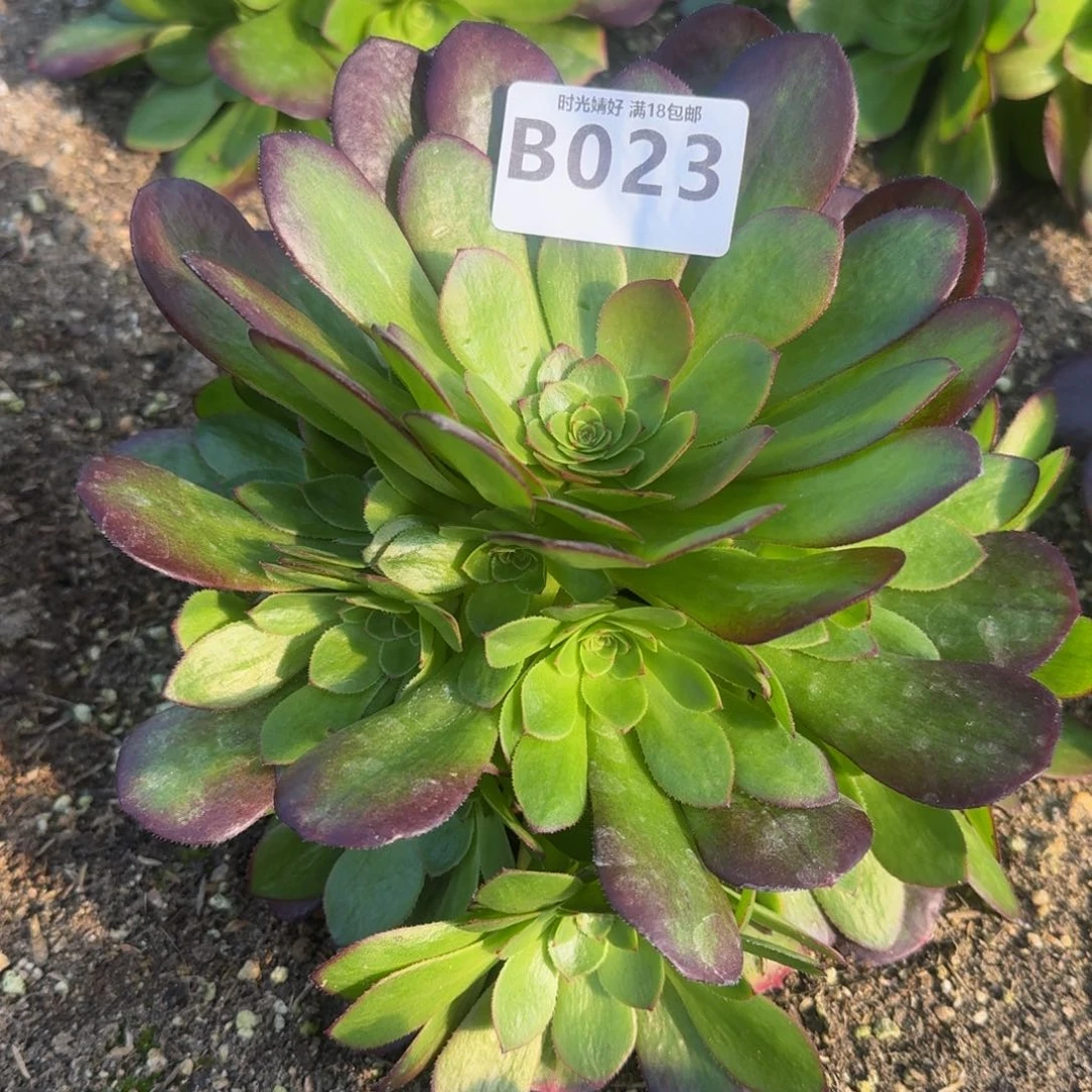 023雨荷多肉植物