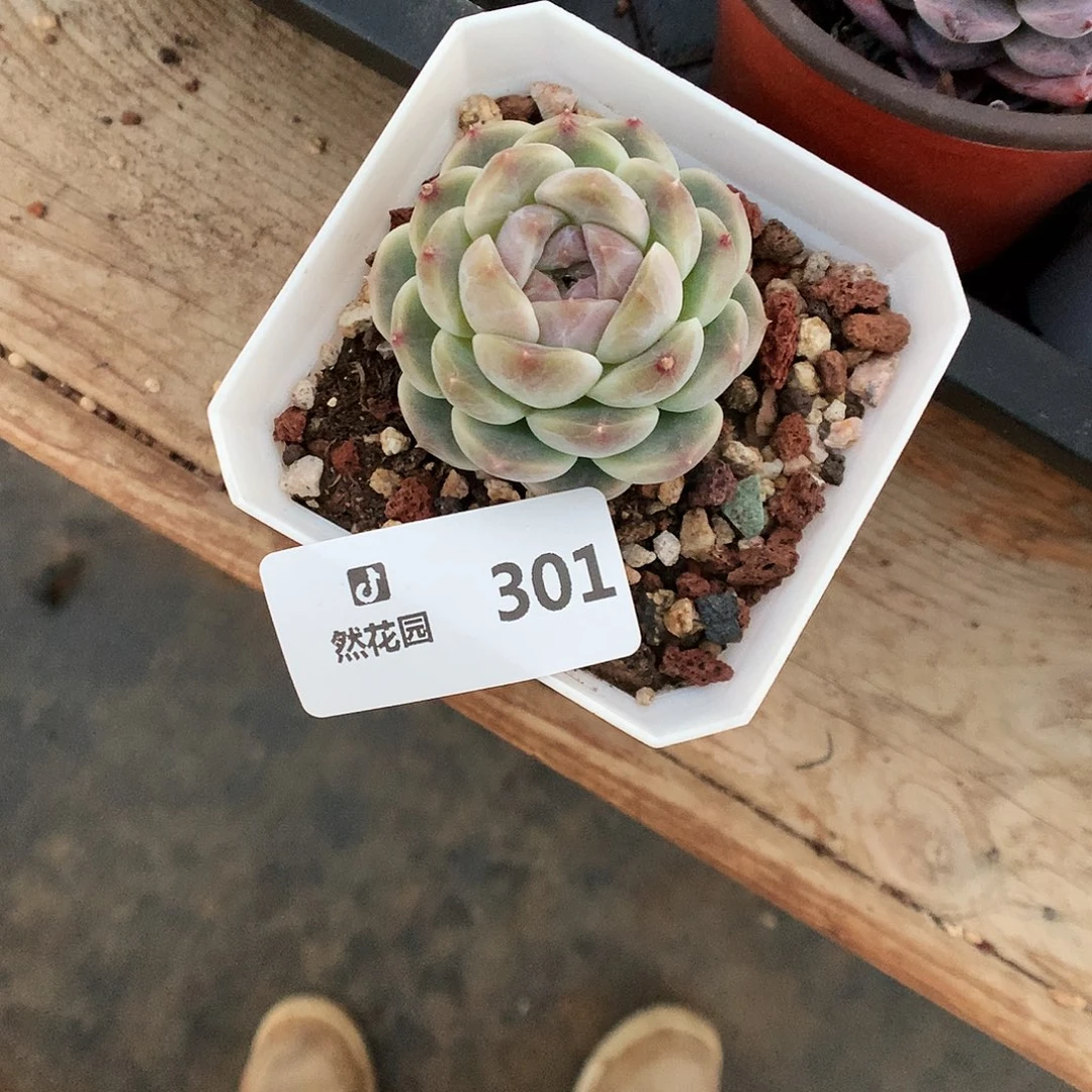 301冰魄多肉植物6666