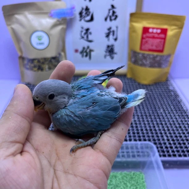 精品松石闪公H67011-牡丹鹦鹉