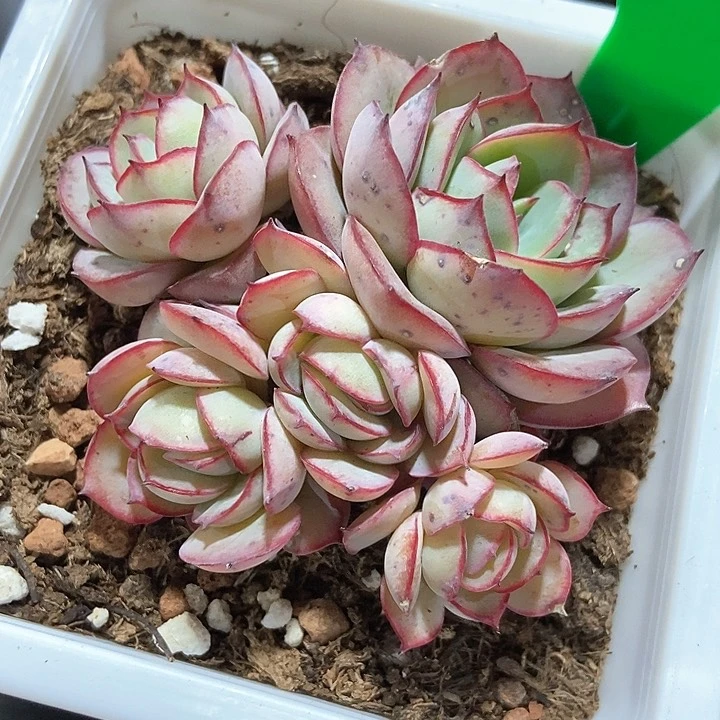 多肉牡丹亭790多肉