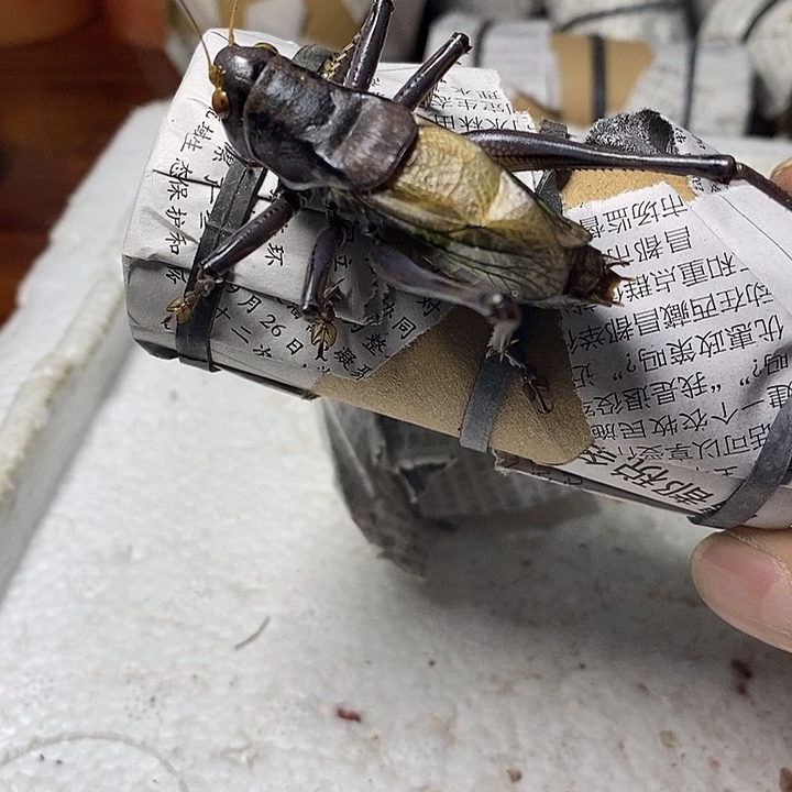 杨鹏聚蝈蝈蚡房三只