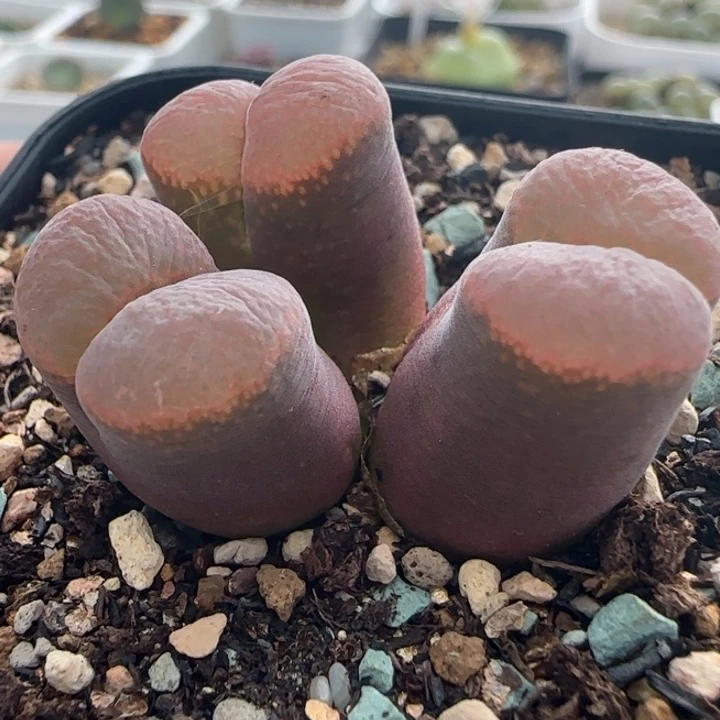 多肉植物风铃母本5号