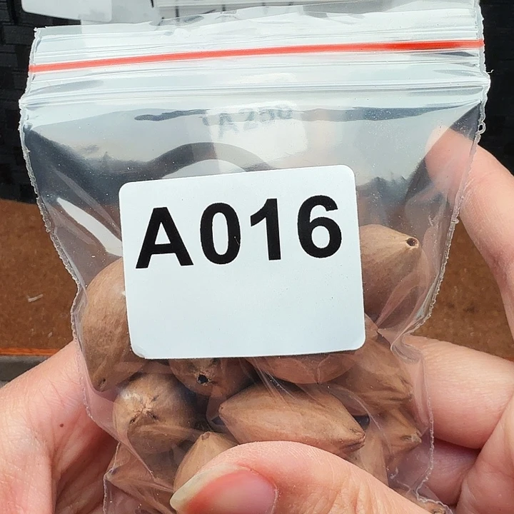 石***爸橄榄核手串/手链橄榄