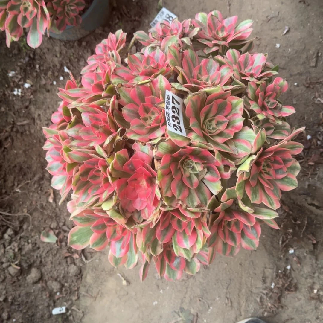 17-25法师女妖2327