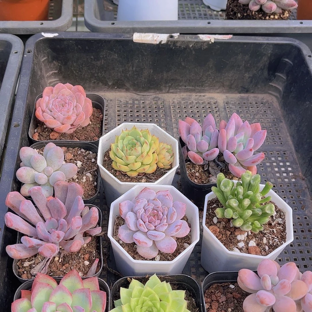 多肉643多肉植物，