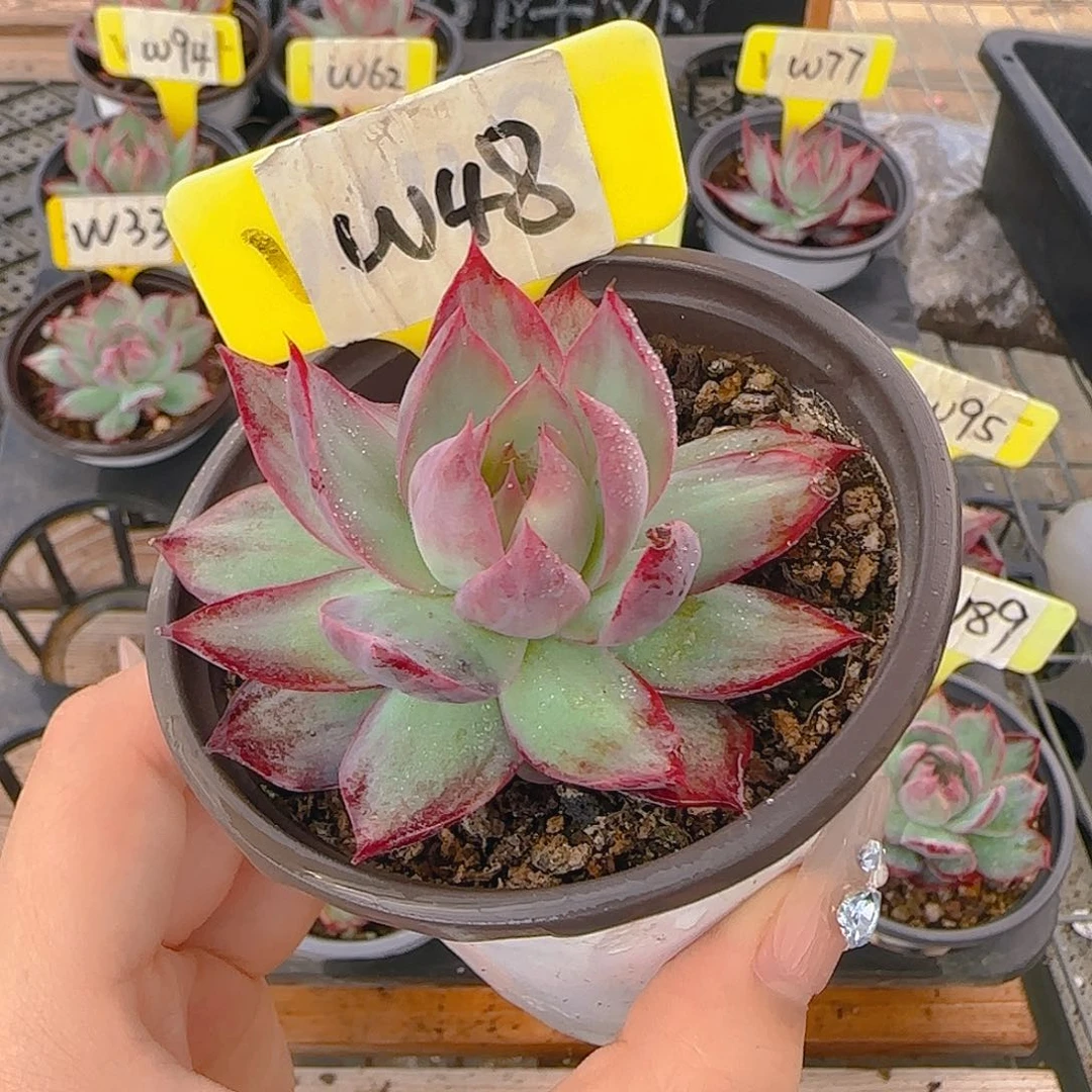 蒲***光W48 惊鸿多肉植物