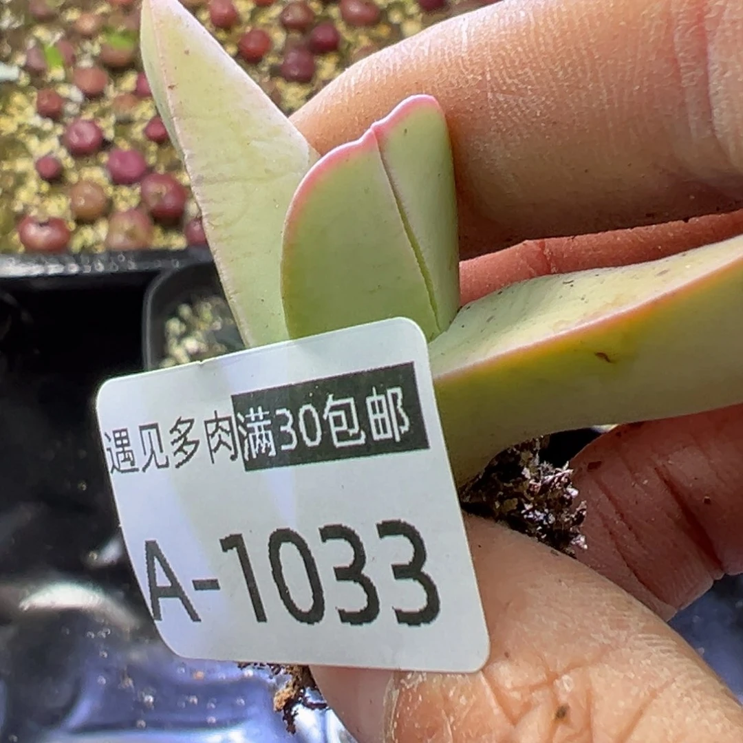 多肉植物11111111111111