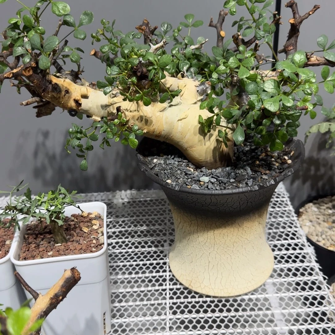 卡塔夫正白皮产地带盆