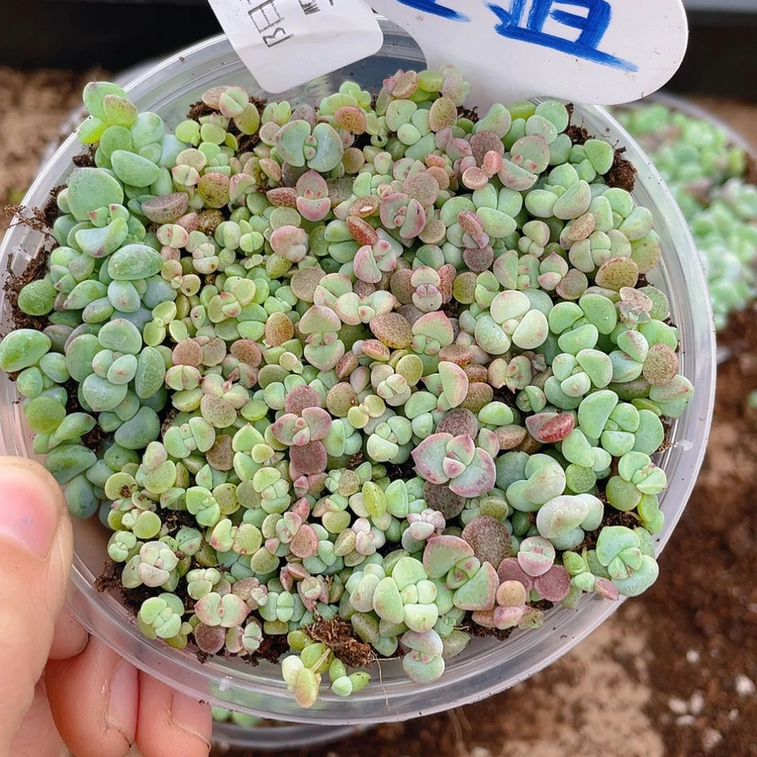 量拍多肉植物多肉植物566