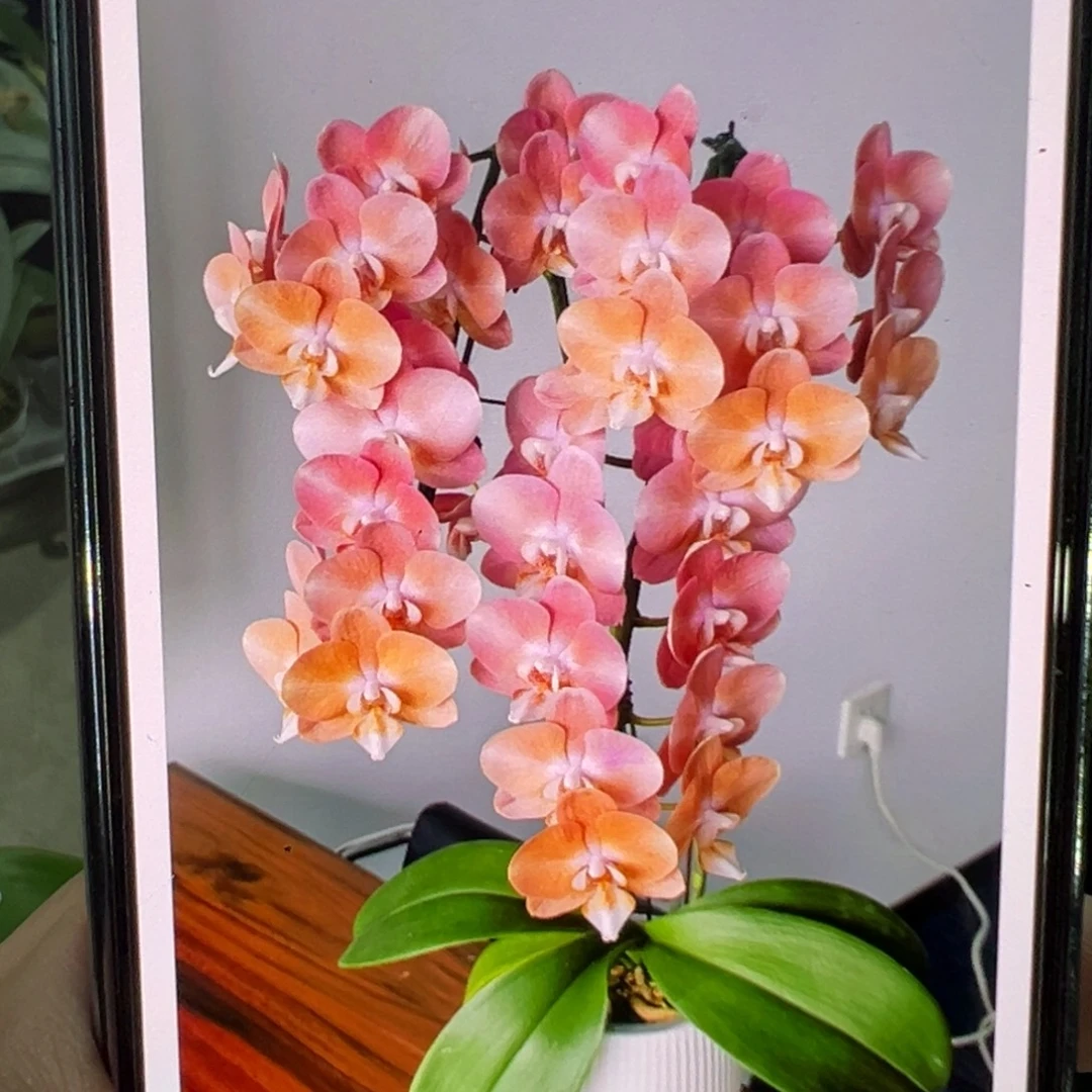 当前无花栽培后可以开花鲑鱼苗子，