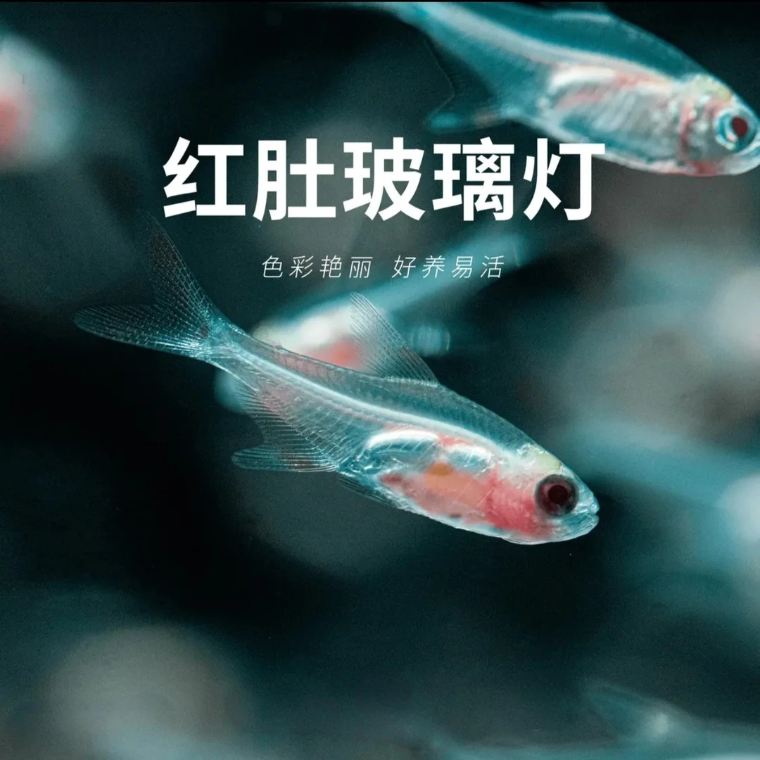 鱼漪水族 红肚玻璃灯鱼