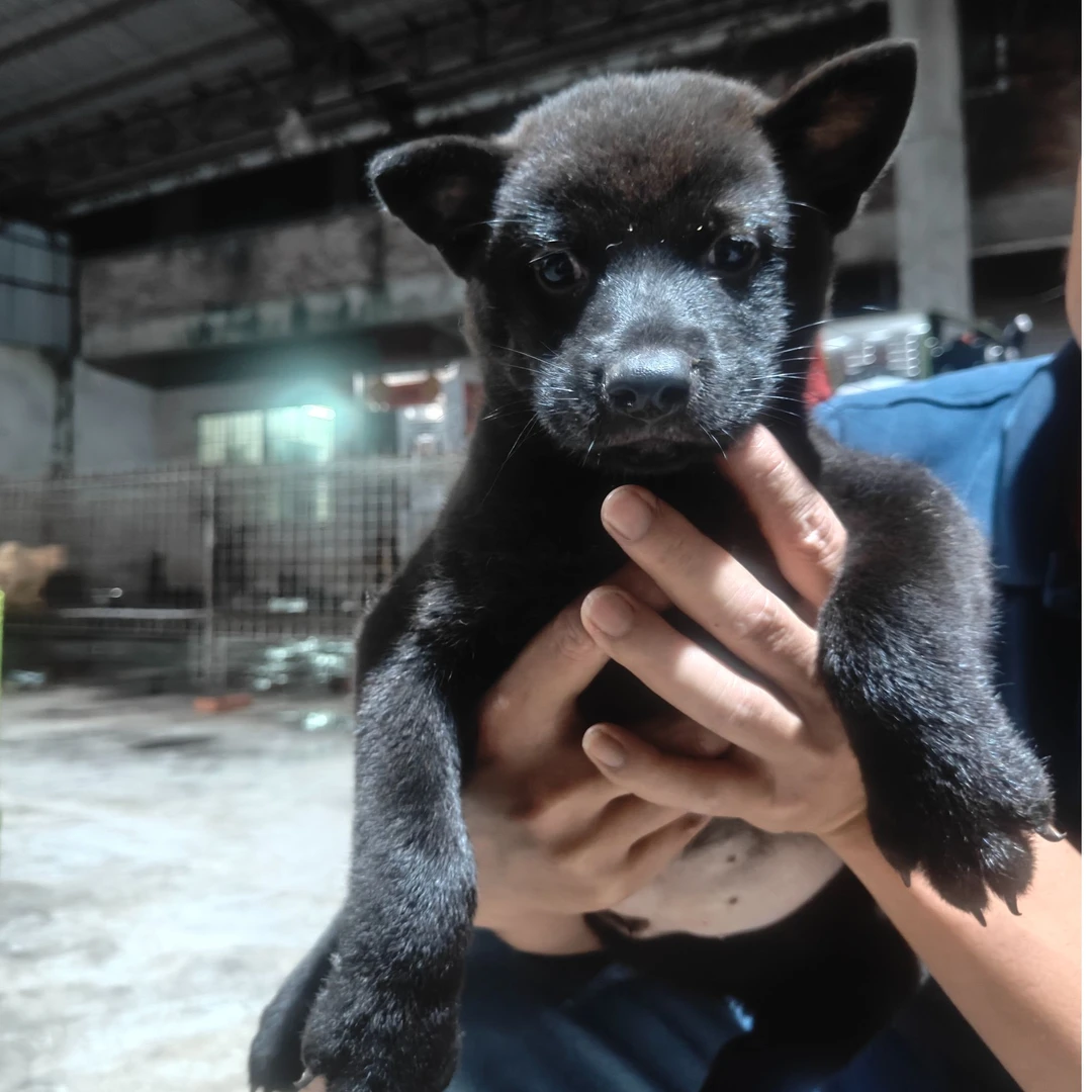 新（镇帮田园犬）T狗狗活体