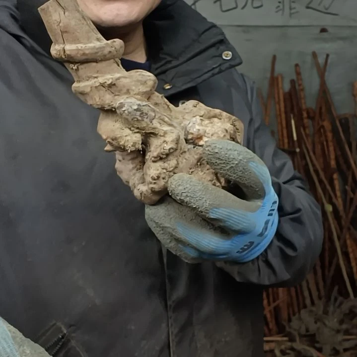 稳定木3*9贵州檬子木   铁马鞭   根艺  半成品