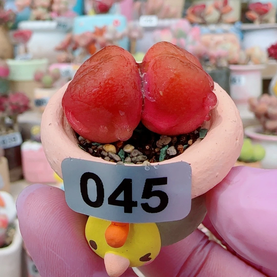 哈*哈双头蟠桃 带盆