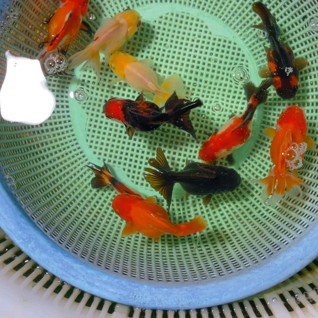 海水鱼花泰狮金鱼18