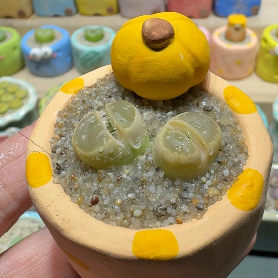 红陶蘑菇959花花