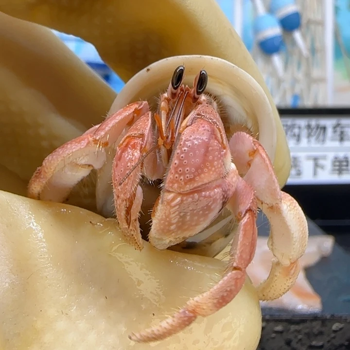 A77暖粉红 西沙1.7cm口径