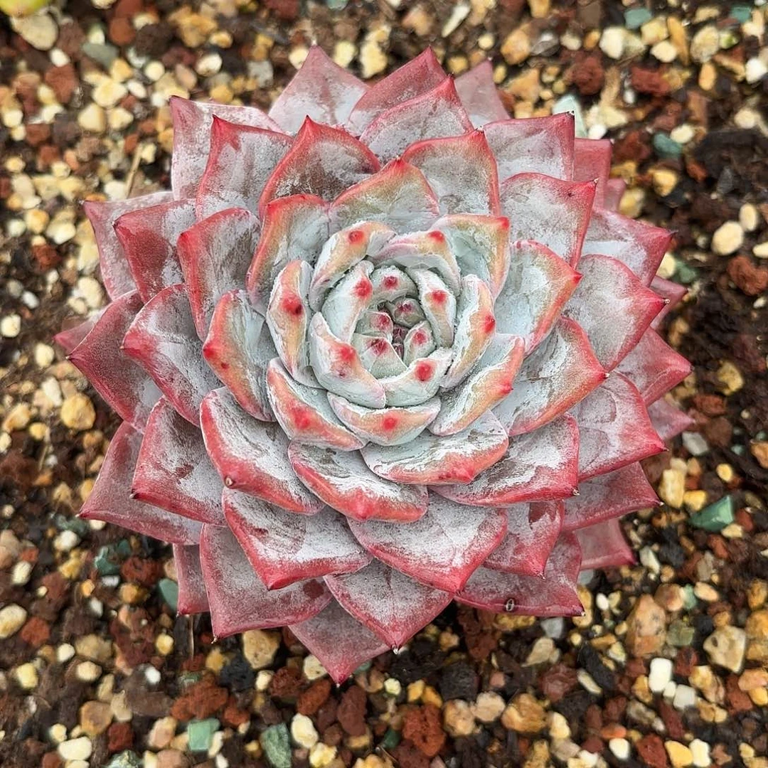 多肉植物脱土包邮