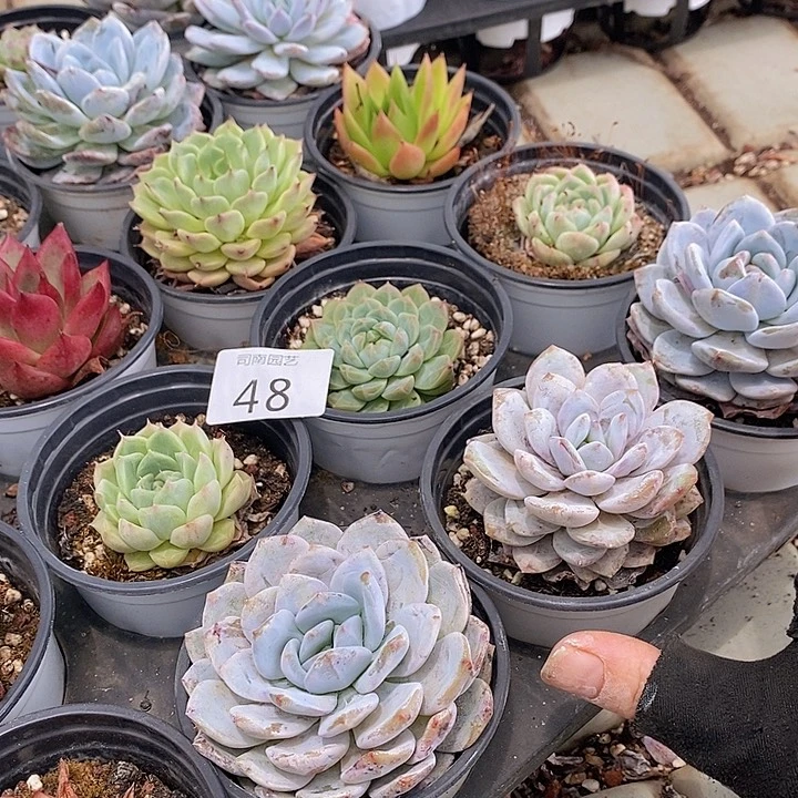 48 多肉植物盆栽花卉植物