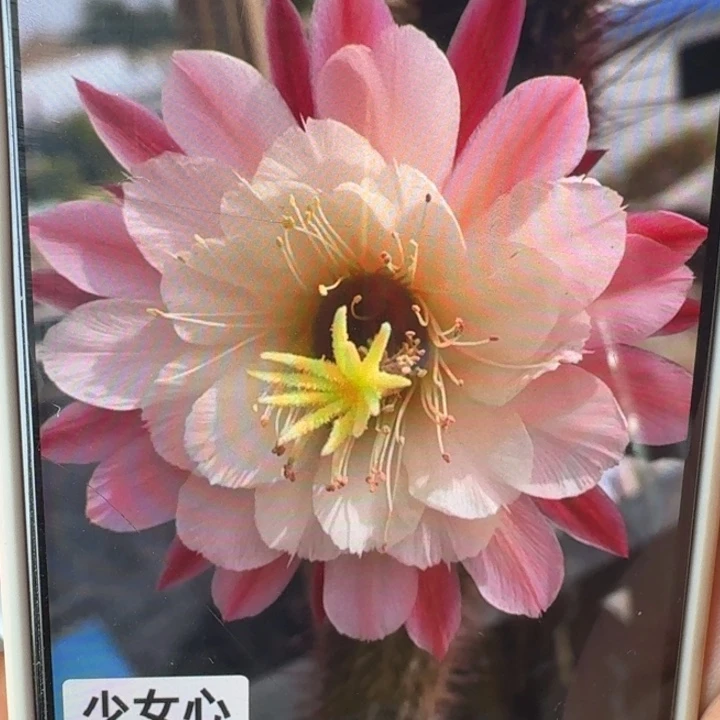 236金妞少女心6公分左右无根侧牙，20包邮