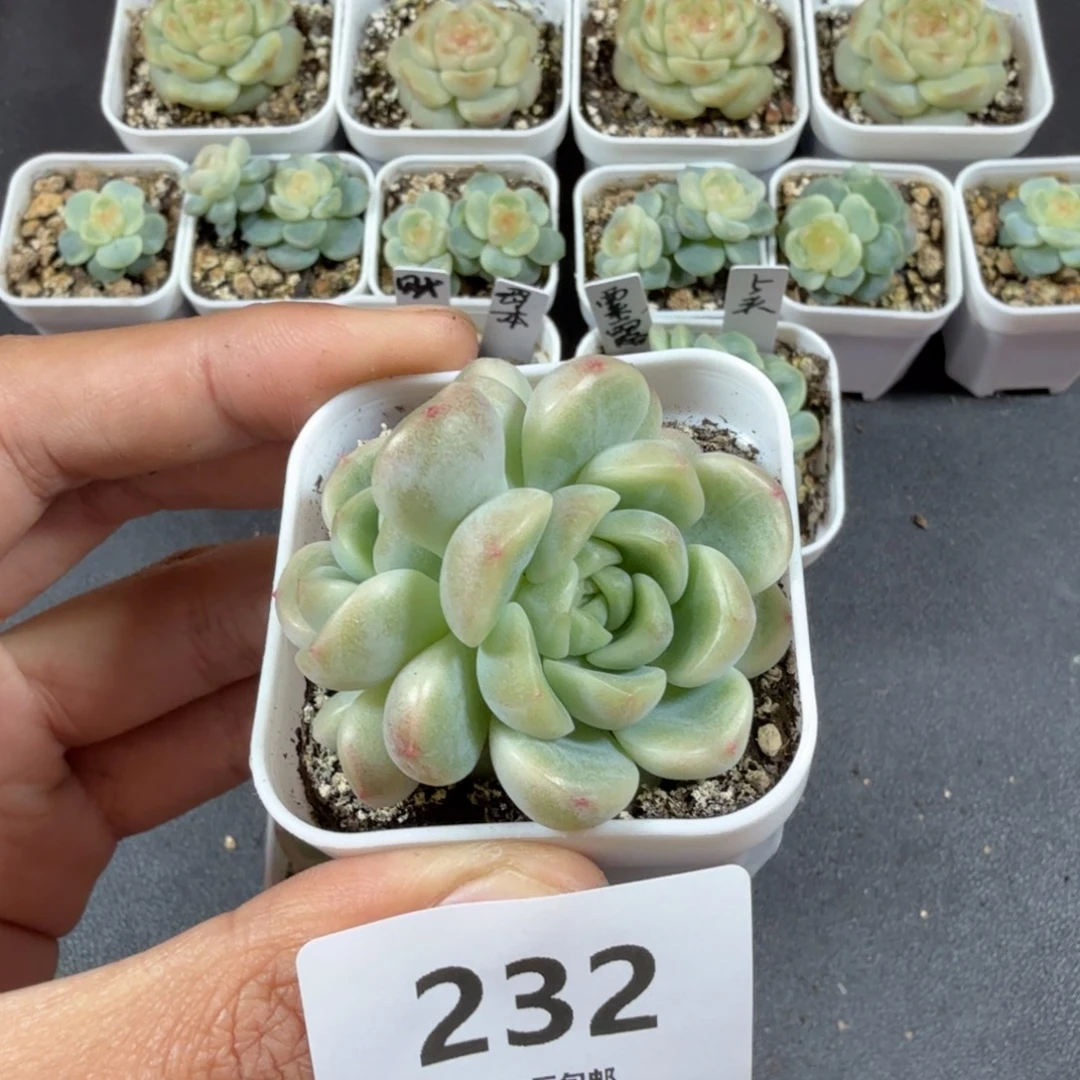 童话双头一物一拍232