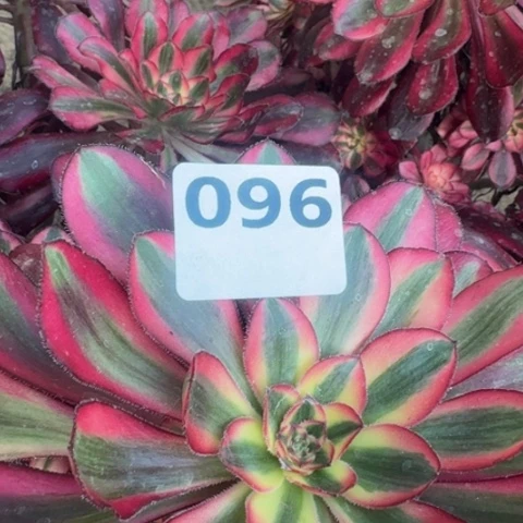 法师香奈儿18-24