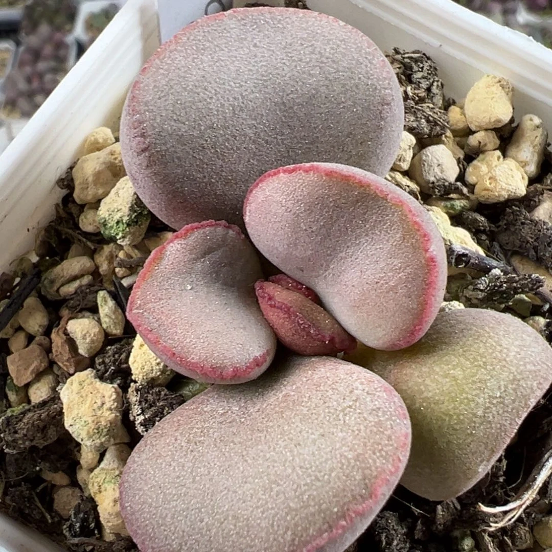 实生新品多肉植物水泡