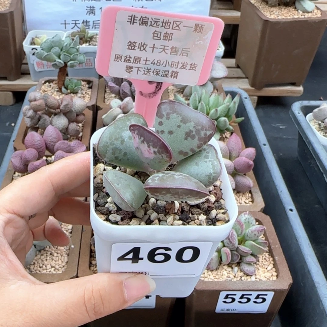460爱心多肉植物