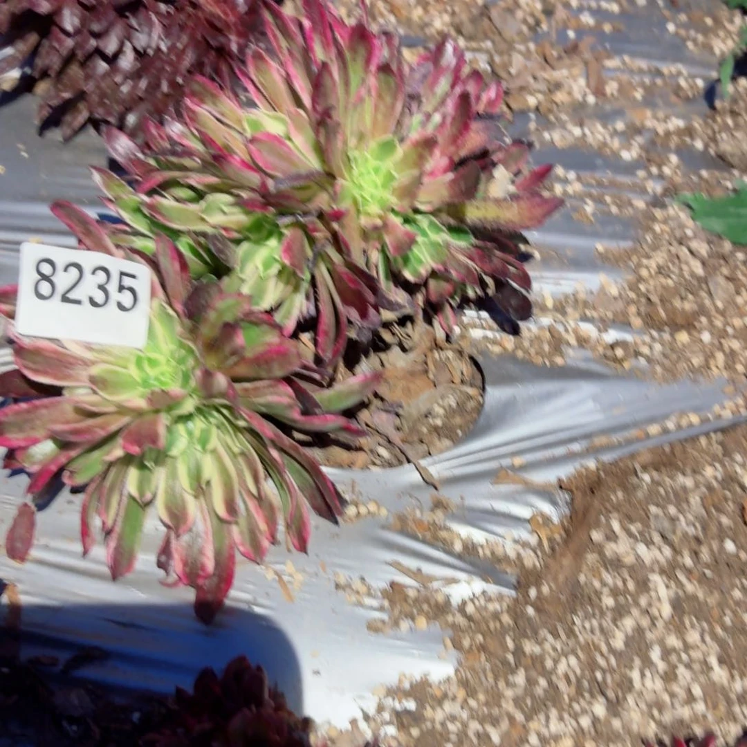 我8235 号多肉法师特价