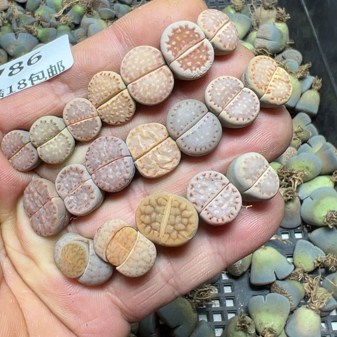 【闪购商品】 786。